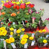 Flower Plants