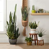 Indoor Plants