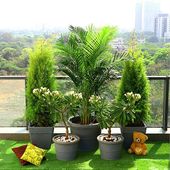 Outdoor Plants